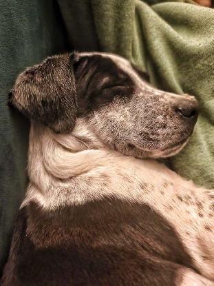 Adopter Ayana
