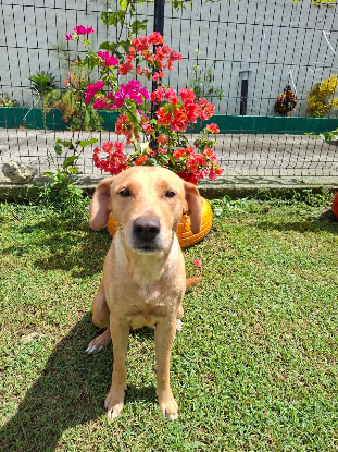 Adopter Bahia