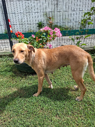 Adopter Bahia