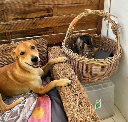 Adopter Foxy