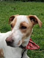 Adopter  chien : Kara