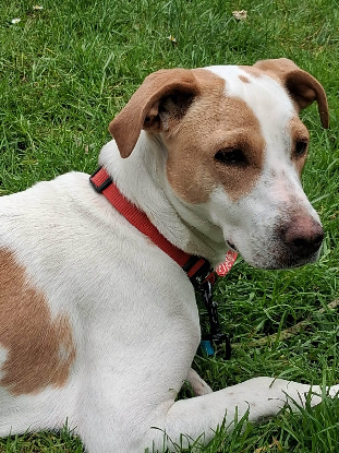 Adopter Kara