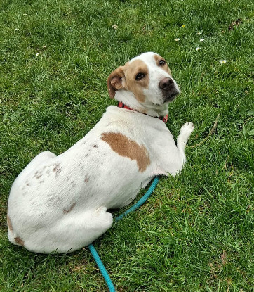 Adopter Kara