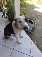 Adopter  chien : Metisse