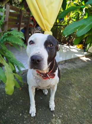 Adopter Metisse