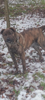 Adopter  chien : Tex