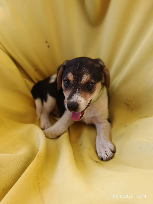 Adopter Neya