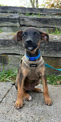 Adopter Snoop