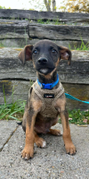 Adopter  chien : Snoop