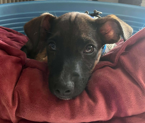 Adopter Snoop
