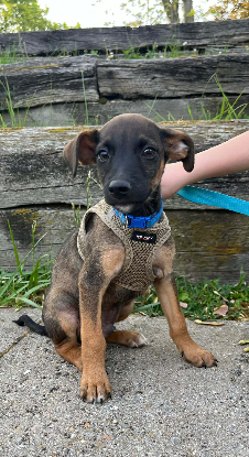 Adopter Snoop