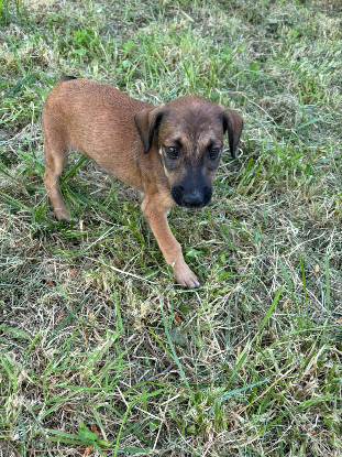 Adopter Spleet