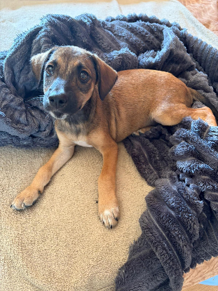 Adopter Spleet