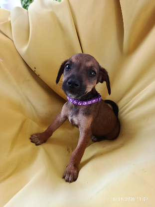 Adopter Altea