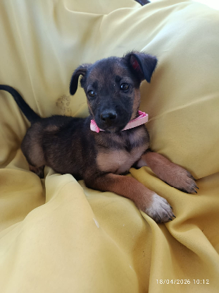 Adopter Silea