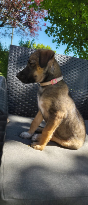 Adopter Silea