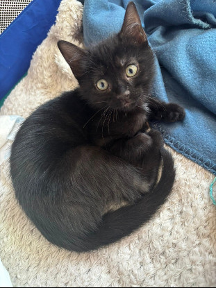 Adopter Réglisse