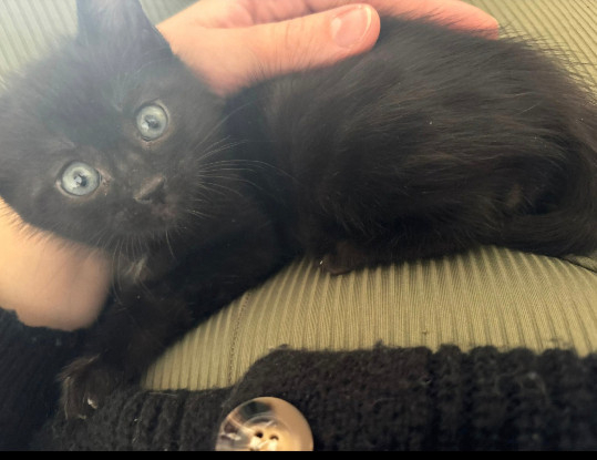 Adopter Réglisse