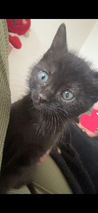 Adoption Réglisse
