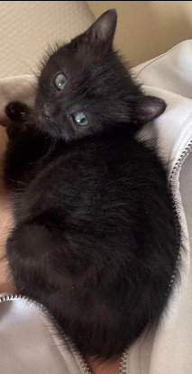 Adoption Réglisse