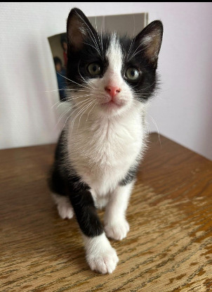 Adopter Kit kat