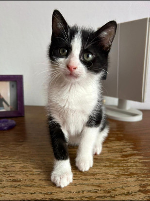 Adopter Kit kat