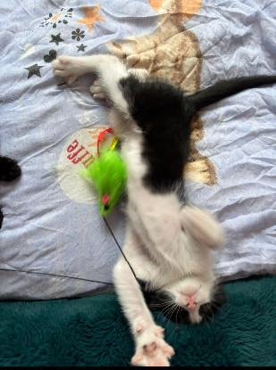 Adopter Kit kat