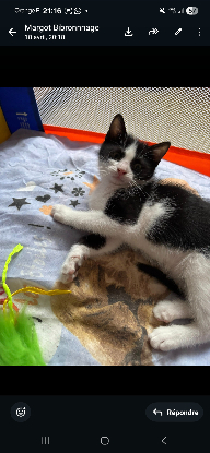 Adoption Kit kat