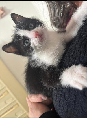 Adoption Kit kat