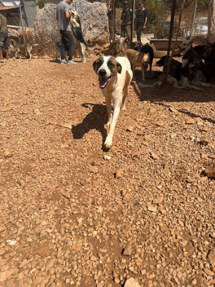 Adopter Butters