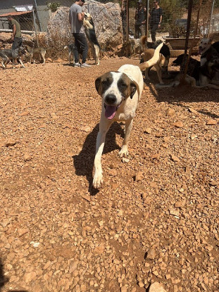 Adoption Butters