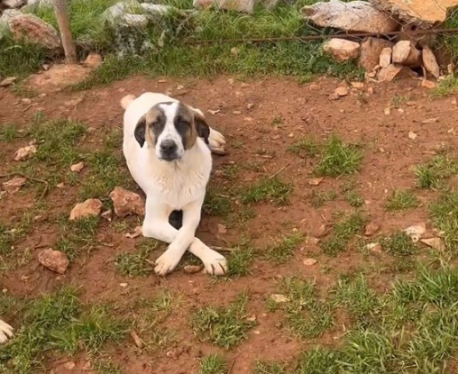 Adopter Butters