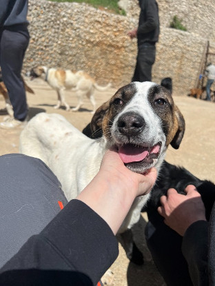 Adoption Butters