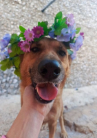 Adopter  chien : Jimmy