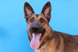 Adopter  chien : Magic