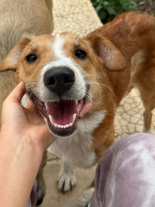 Adoption Yuda
