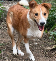 Adopter  chien : Yuda