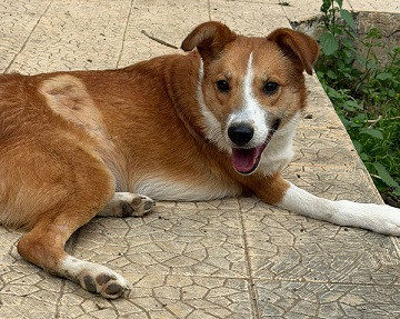 Adoption Yuda