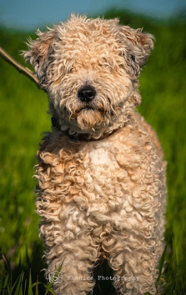 Adopter Bianca