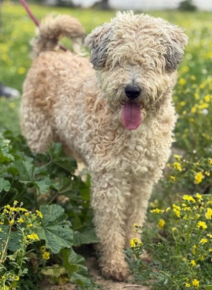 Adopter Bianca