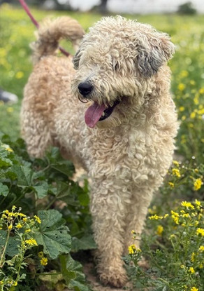 Adopter Bianca
