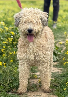 Adoption Bianca