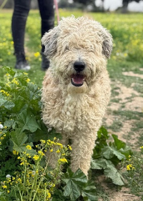 Adoption Bianca