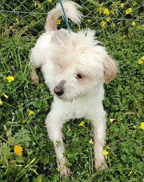 Adopter Ermes
