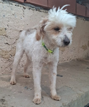 Adopter Ermes