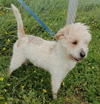 Adoption Ermes