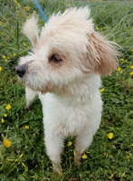 Adopter  chien : Ermes
