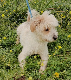 Adoption Ermes