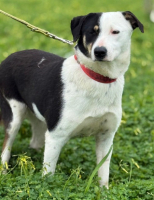 Adopter  chien : Koukou