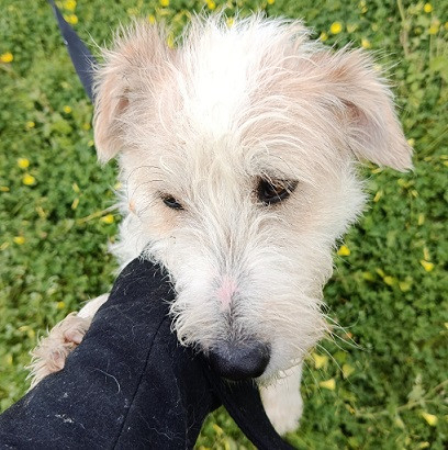 Adopter Georgy